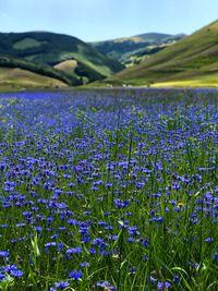 Purple flowering plants on field