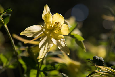 Close-up of flower