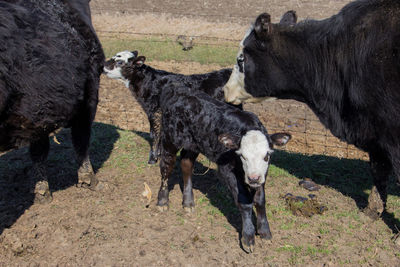 A pair of newborn calves.