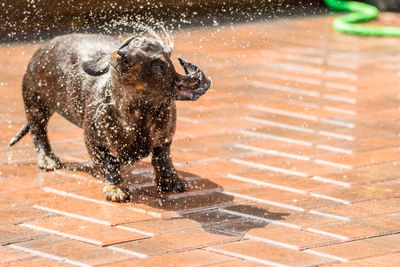 View of an running in water