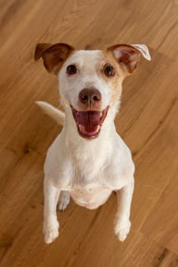 Portrait of dog on hardwood floor