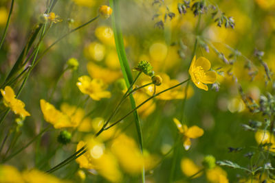 Close-up of insect on yellow flower