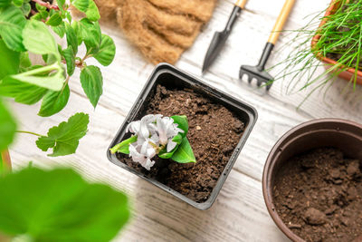 High angle view of potted plant