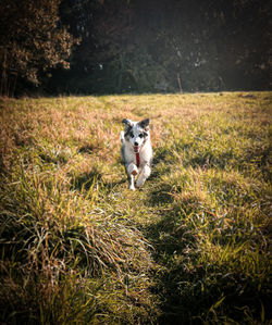 Dog running on grassy field