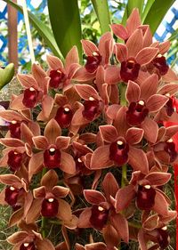 Close-up of red flowers