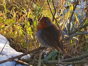 Close-up of bird perching on tree