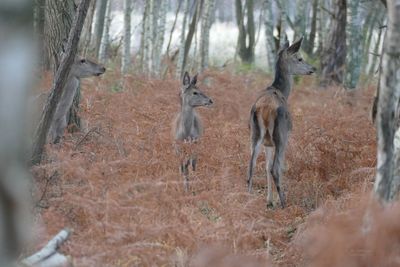 View of animals in forest