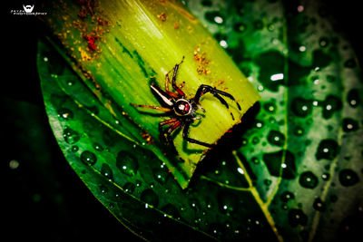 Close-up of spider on leaf
