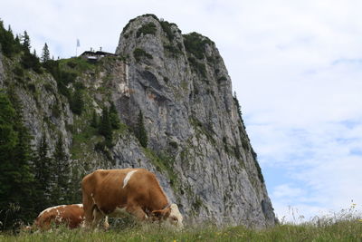 Cow grazing on field against sky