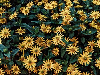 Full frame shot of flowering plants