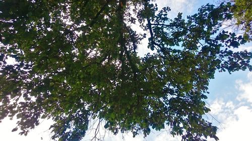 Low angle view of trees against the sky