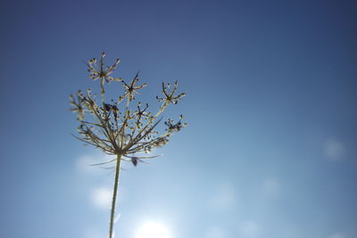 Low angle view of flowering plant against blue sky