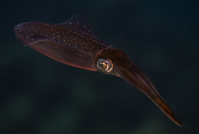 A caribbean reef squid cruises along the reef in bonaire, the netherlands. sepioteuthis sepioidea