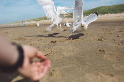 Cropped hand of person by seagulls at sandy beach