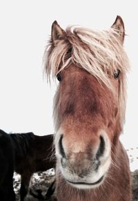 Close-up portrait of horse against sky