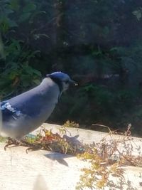 Close-up of bird perching outdoors