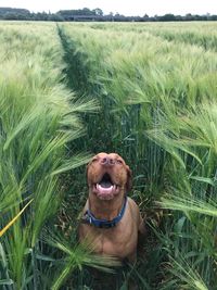 Happy dog smiling in field of corn green brown adventure