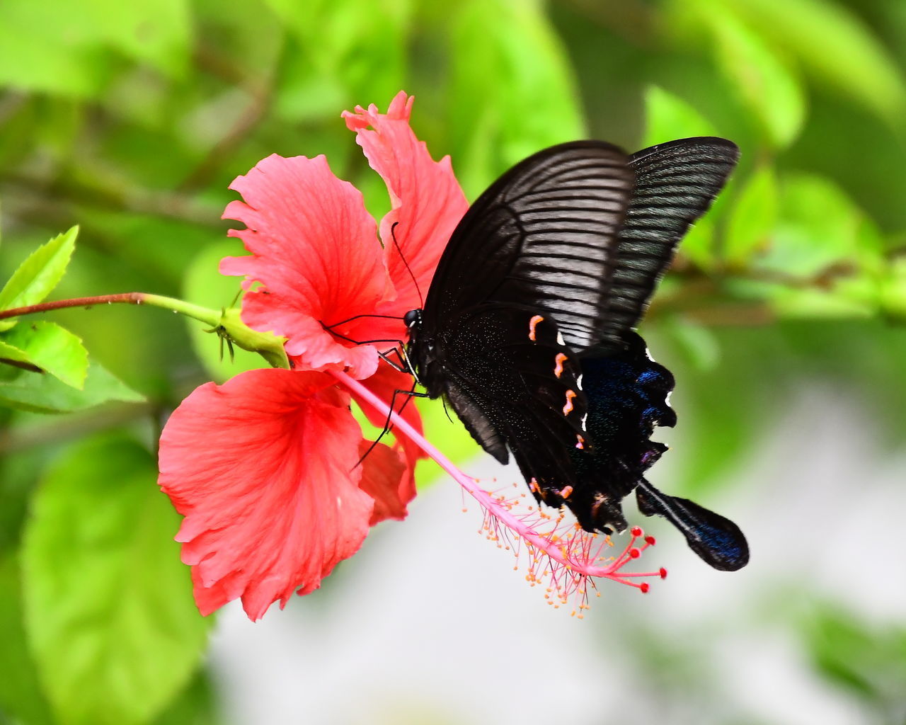 CLOSE-UP OF BUTTERFLY POLLINATING ON RED FLOWER