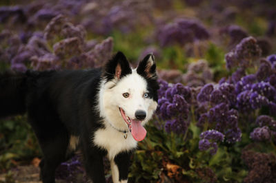 Close-up portrait of dog on purple flowers