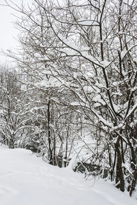 Bare trees on snow covered land