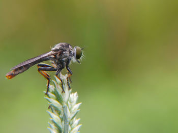 Robber fly perched on the thatch flower