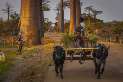 People riding horse cart