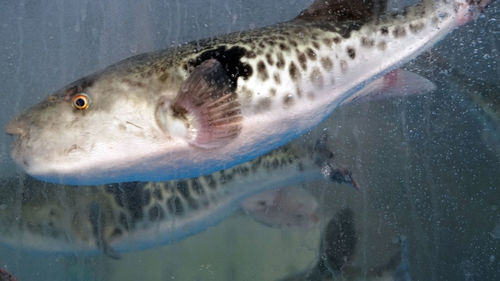 Fugu puffer fish for sashimi japanese cuisine