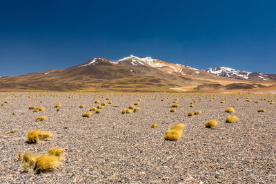 Scenic view of desert against clear blue sky