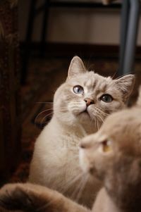 Close-up portrait of a cat at home
