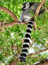 Low angle view of lizard on tree