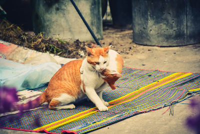 Portrait of cat sitting outdoors