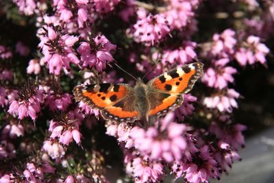 Close-up of butterfly pollinating on pink flower