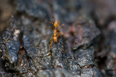 Close-up of insect on rock