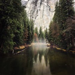 Scenic view of lake amidst trees in forest at yosemite national park