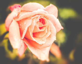 Close-up of wet pink rose blooming outdoors