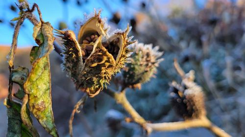 Close-up of wilted plant