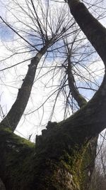 Low angle view of trees in forest against sky