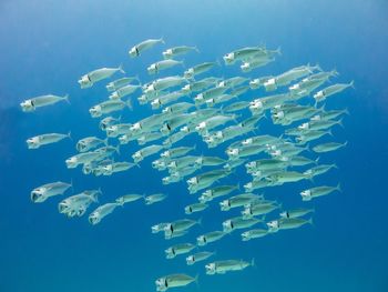 Aerial view of fish underwater