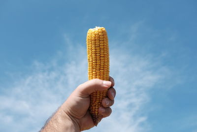 Cropped hand of man holding sweetcorn against blue sky