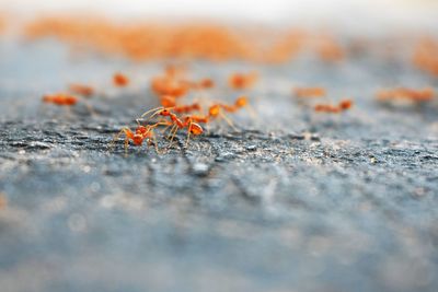 Close-up of ant on the road