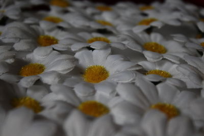 Close-up of white flower