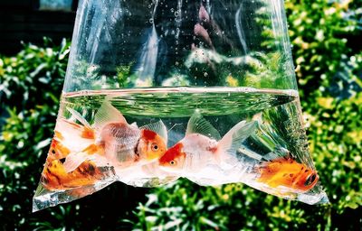 Close-up of fishes swimming in fish tank