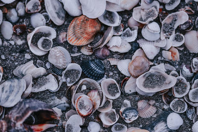 Full frame shot of seashells