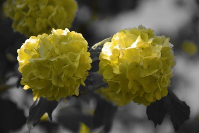 Close-up of yellow flowering plant