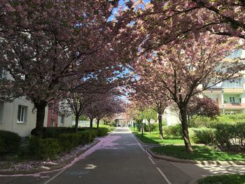 Trees by road in city