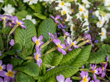 Close-up of purple flowering plants