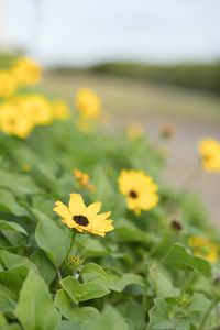 Close-up of yellow flowering plant