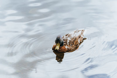 Single duck floating on rippled water in a lake