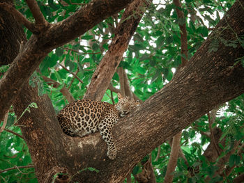 Leopard sleeping on branch