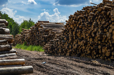 Cut down trees are stacked along a dirt road in the forest.